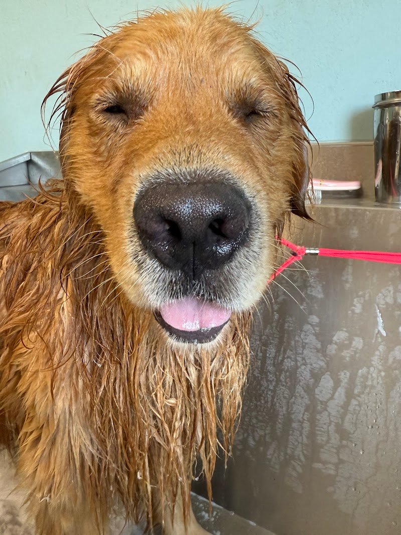 Toelettatura La Castellina - Foto 5