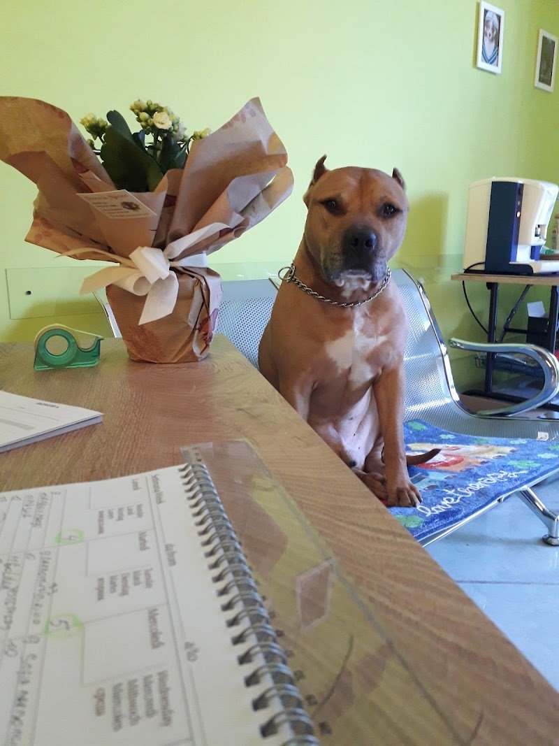 Toelettatura La Fauna - Foto 3