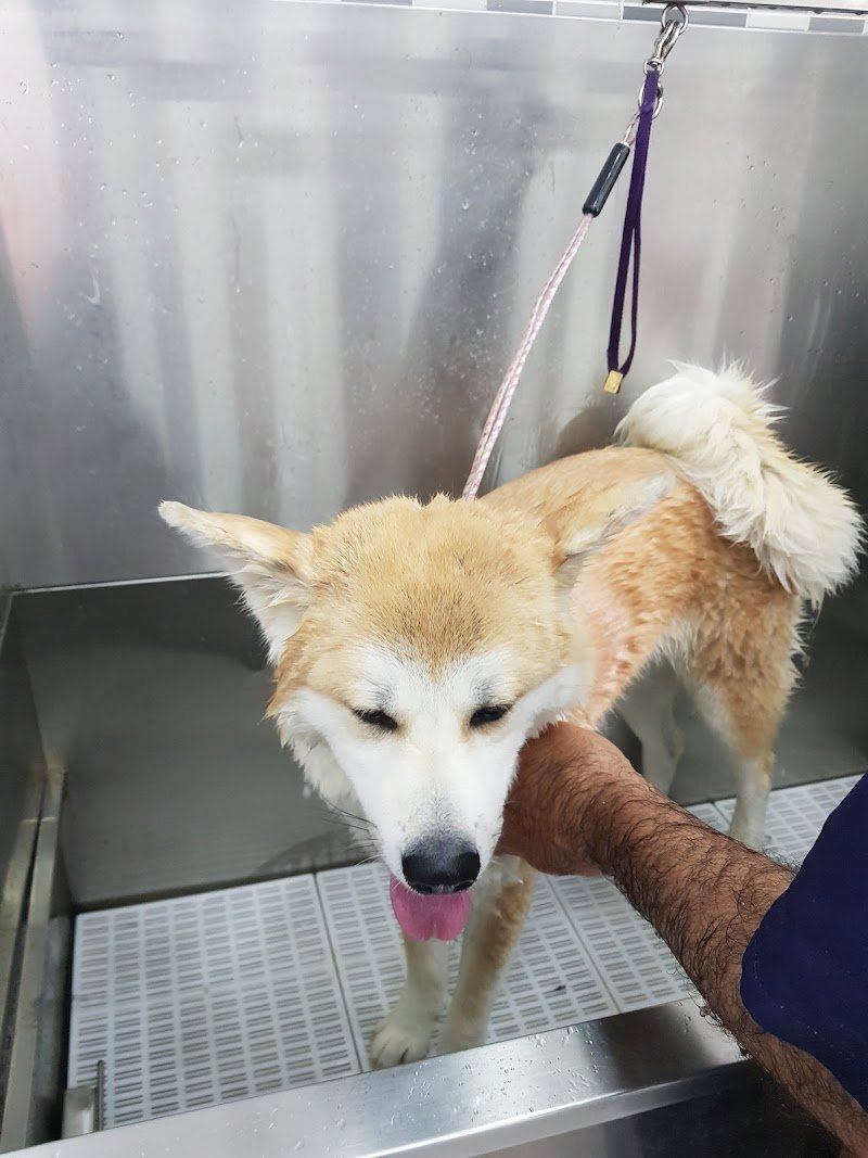 Toelettatura - La Fauna - Foto 1