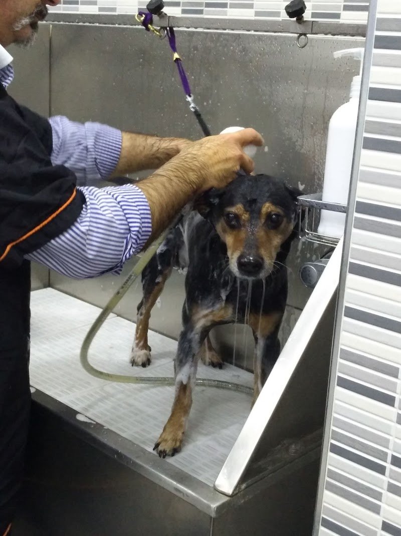 Toelettatura - La Fauna - Foto 2