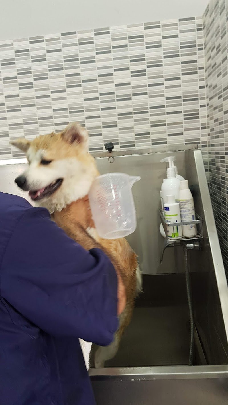 Toelettatura - La Fauna - Foto 4