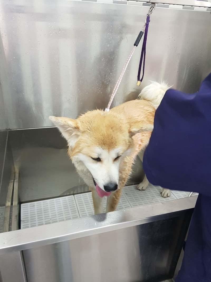 Toelettatura - La Fauna - Foto 5