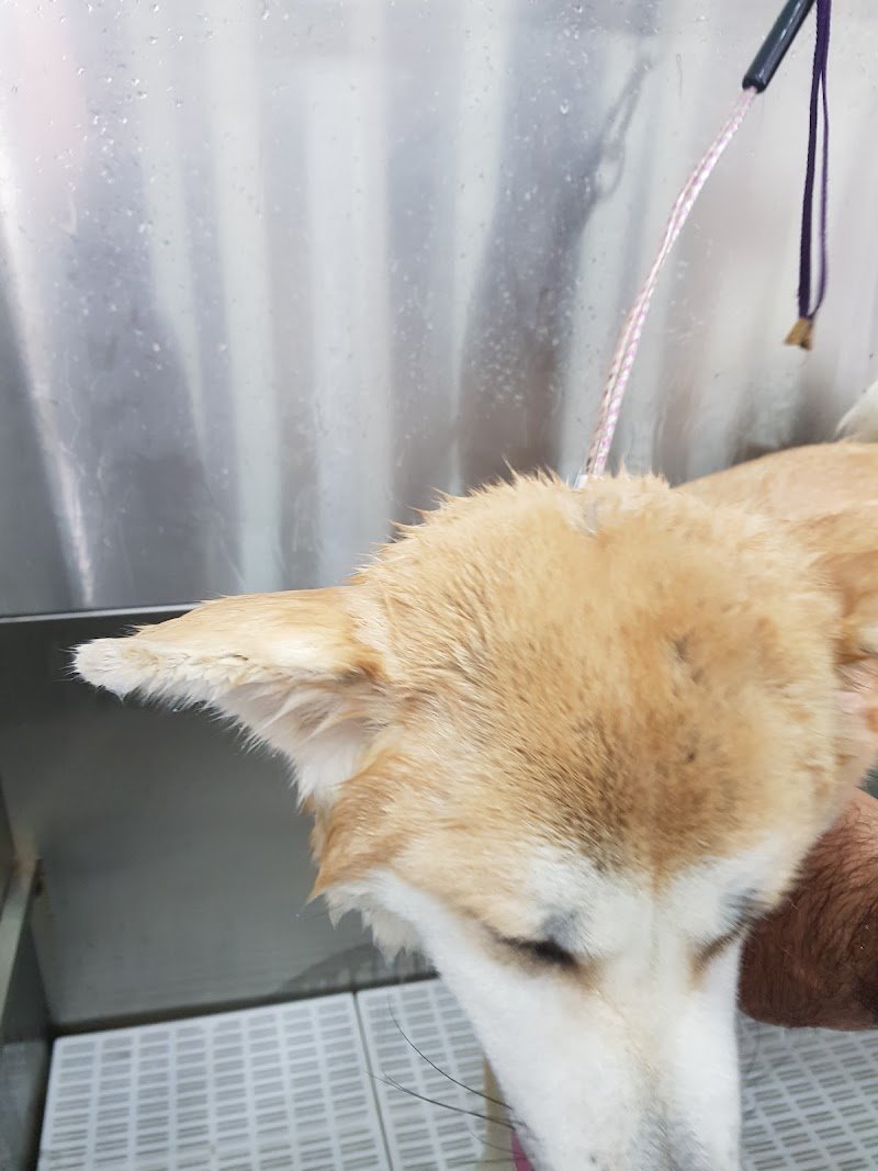 Toelettatura - La Fauna - Foto 6