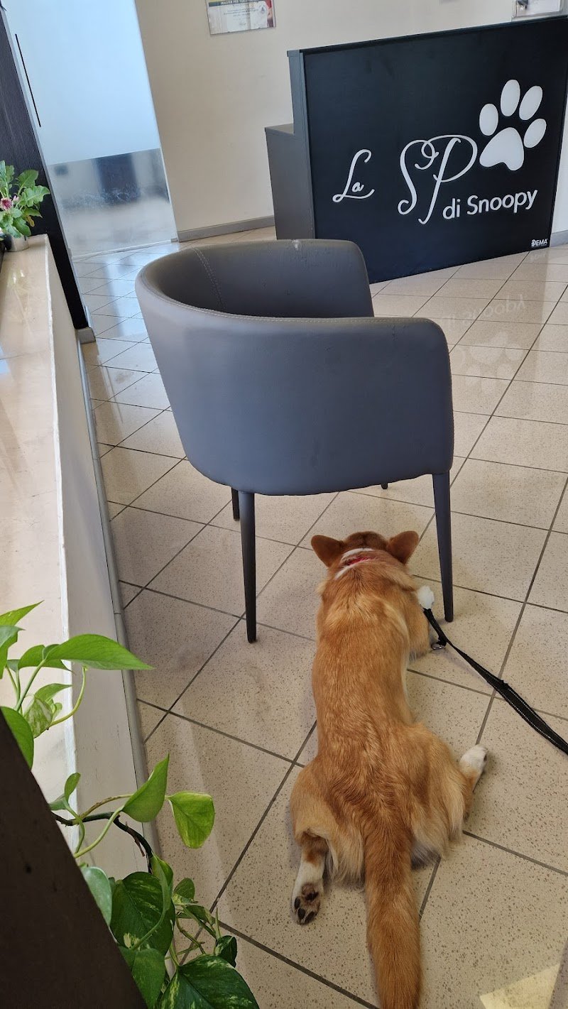 Toelettatura La spa di Snoopy - Foto 2