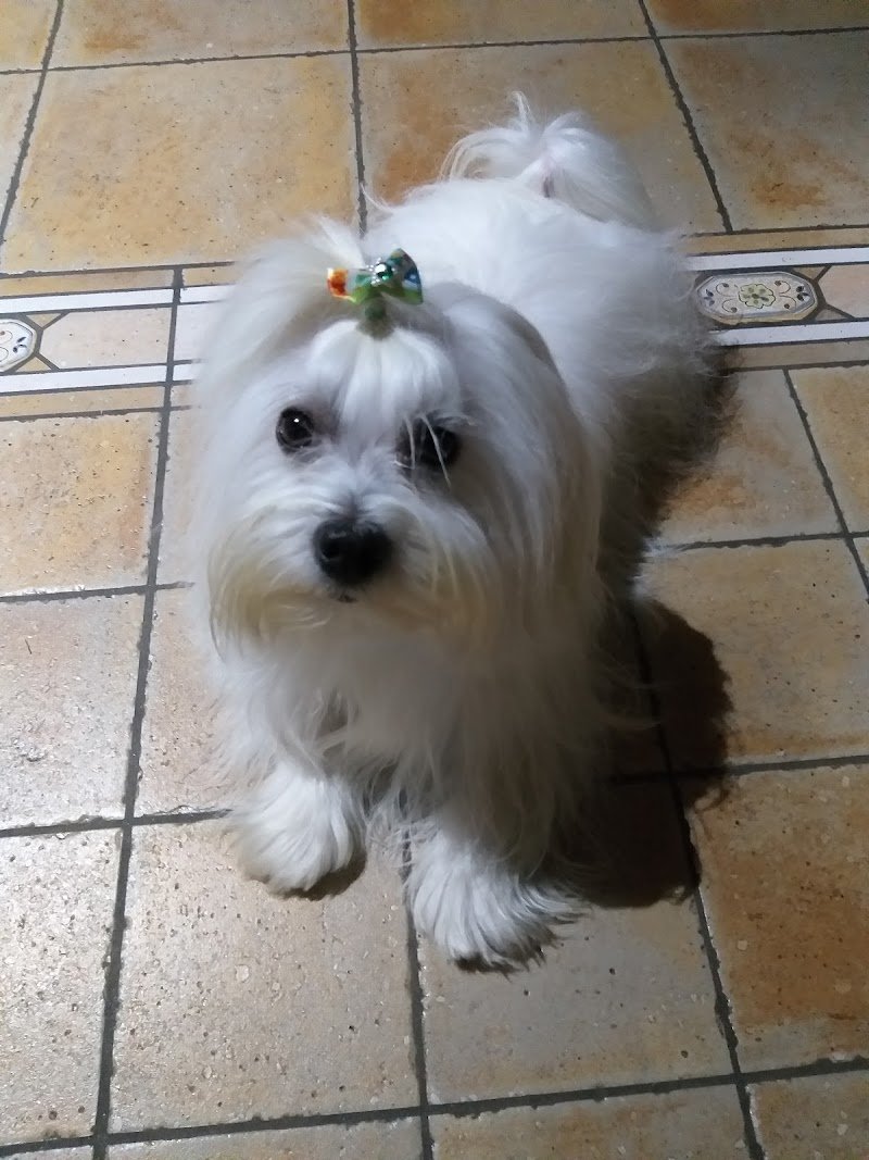 Toelettatura La spa di Snoopy - Foto 3