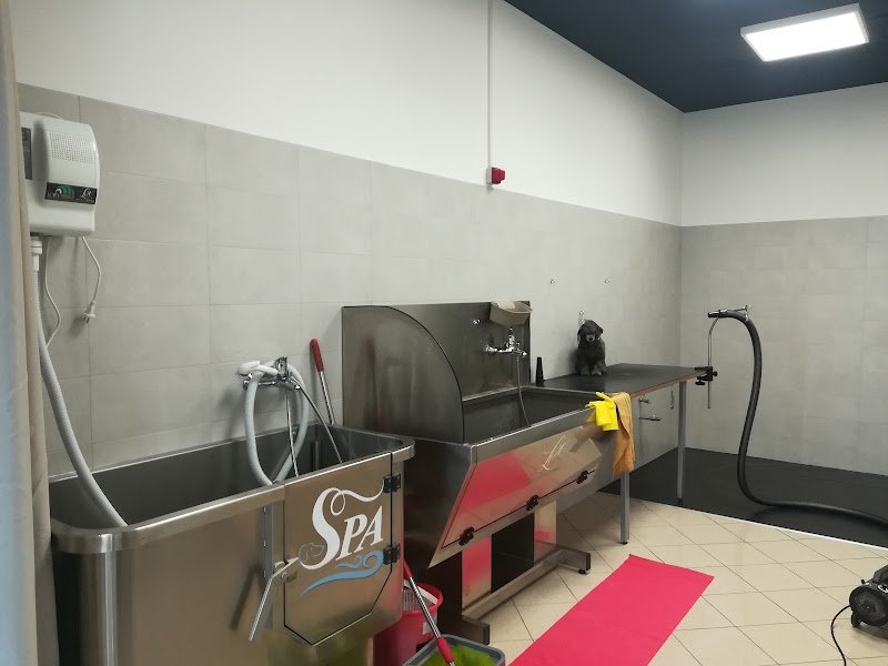 Toelettatura La spa di Snoopy - Foto 6