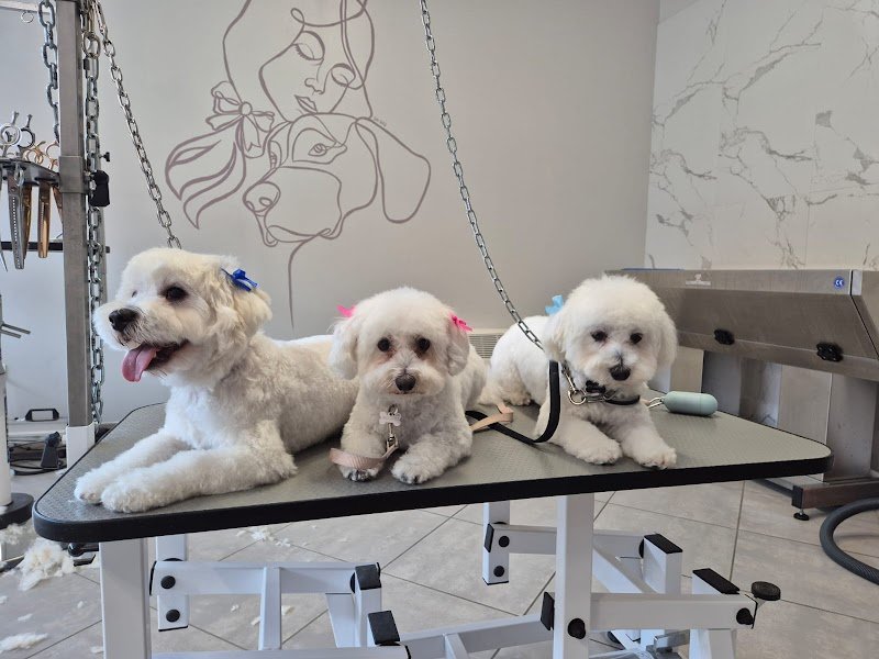 Toelettatura Labramor - Foto 1