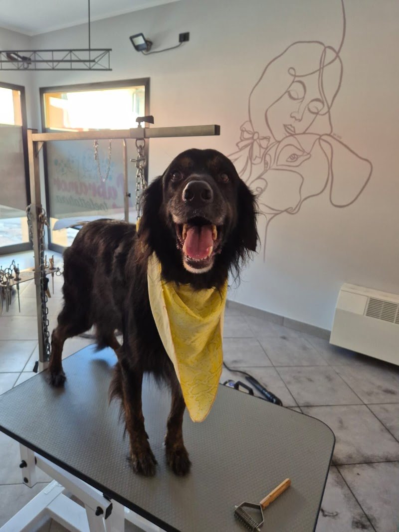 Toelettatura Labramor - Foto 2