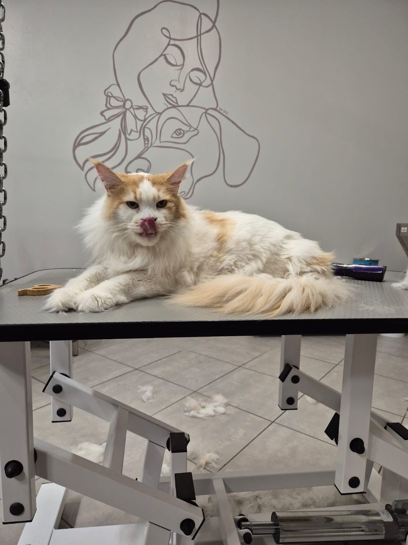 Toelettatura Labramor - Foto 3