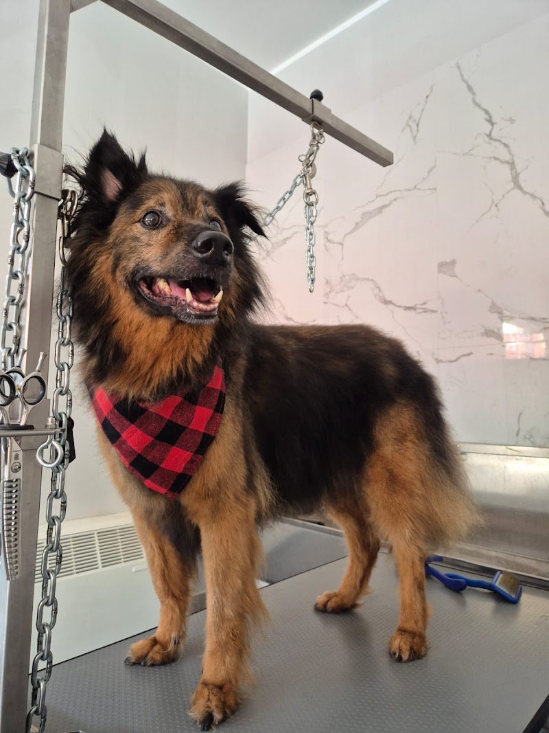 Toelettatura Labramor - Foto 4