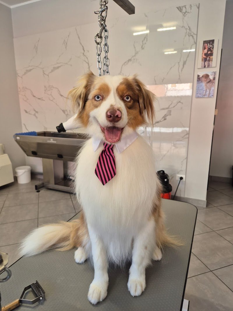 Toelettatura Labramor - Foto 6