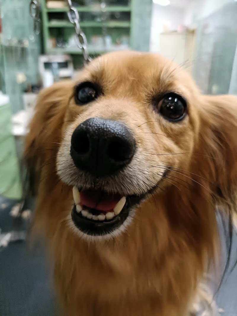 Toelettatura Lanini - Foto 2