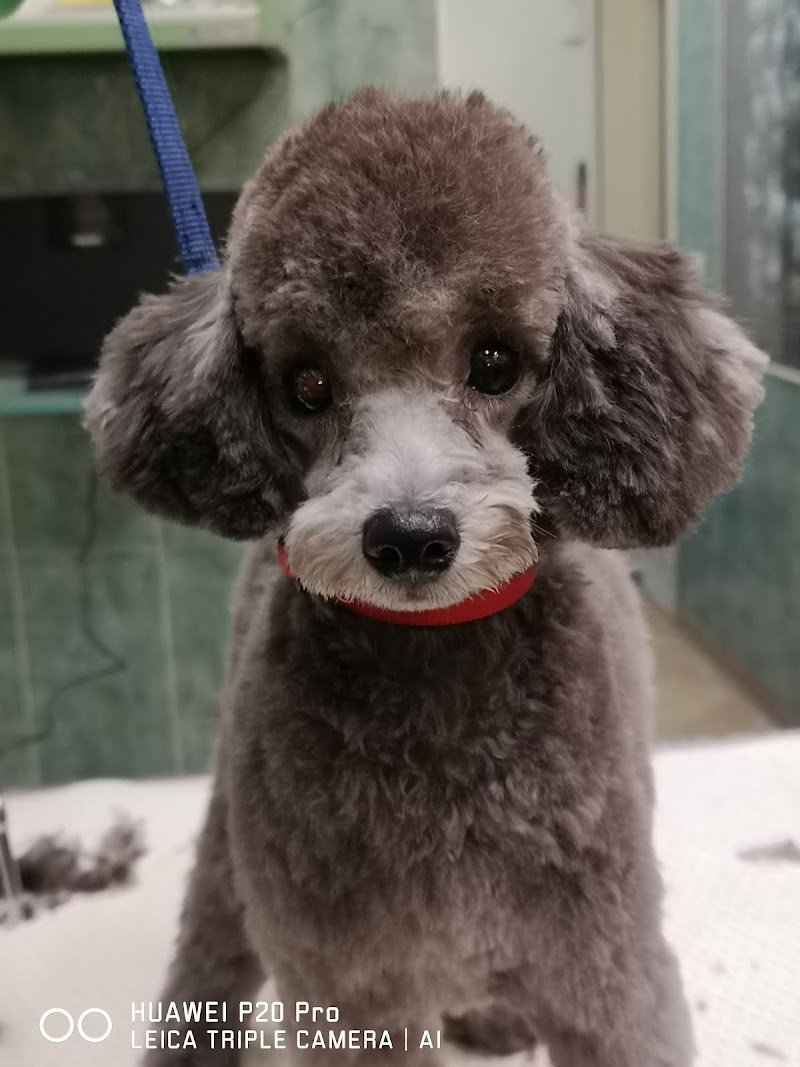 Toelettatura Lanini - Foto 3