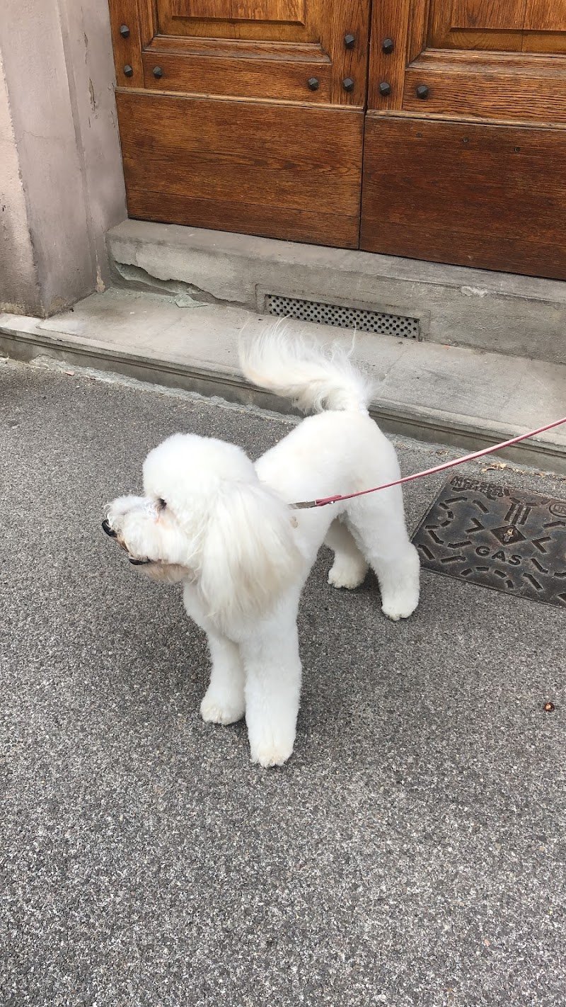 Toelettatura Lanini - Foto 4