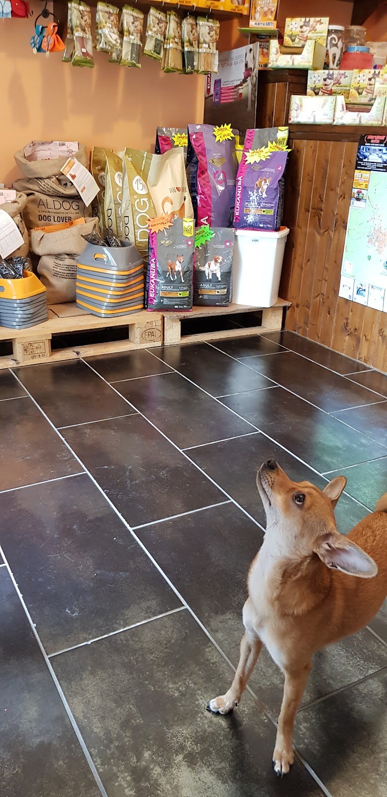 Toelettatura Le Otto Zampe - Foto 1