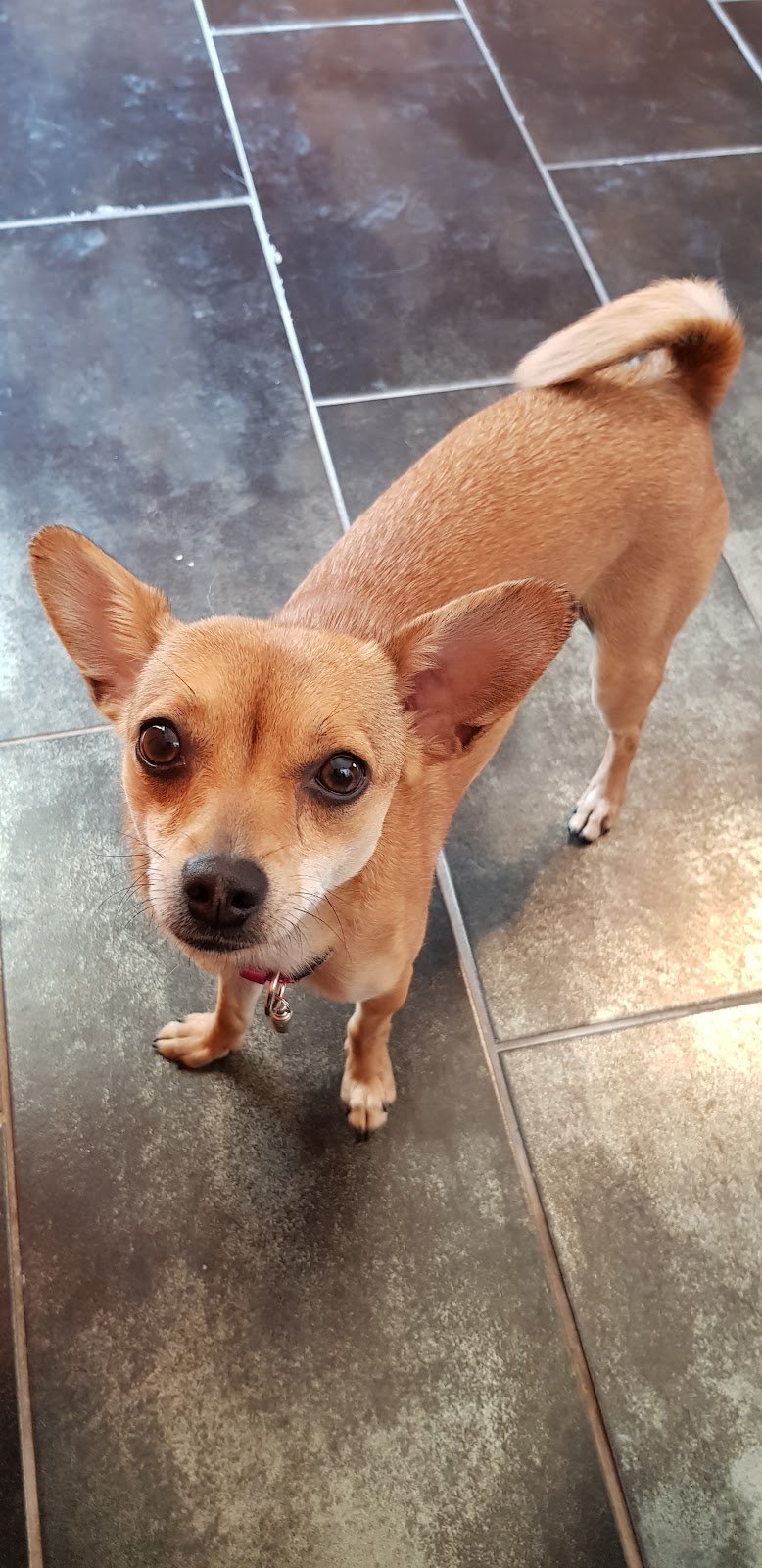 Toelettatura Le Otto Zampe - Foto 2