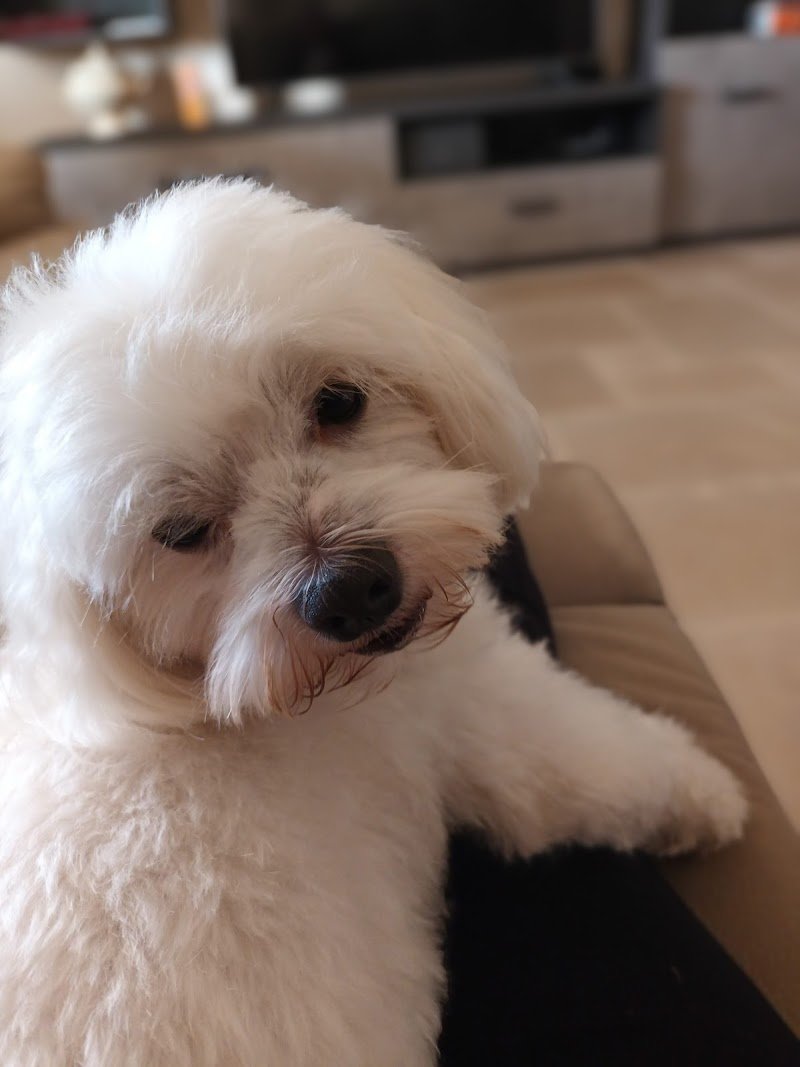 Toelettatura Le Otto Zampe - Foto 4