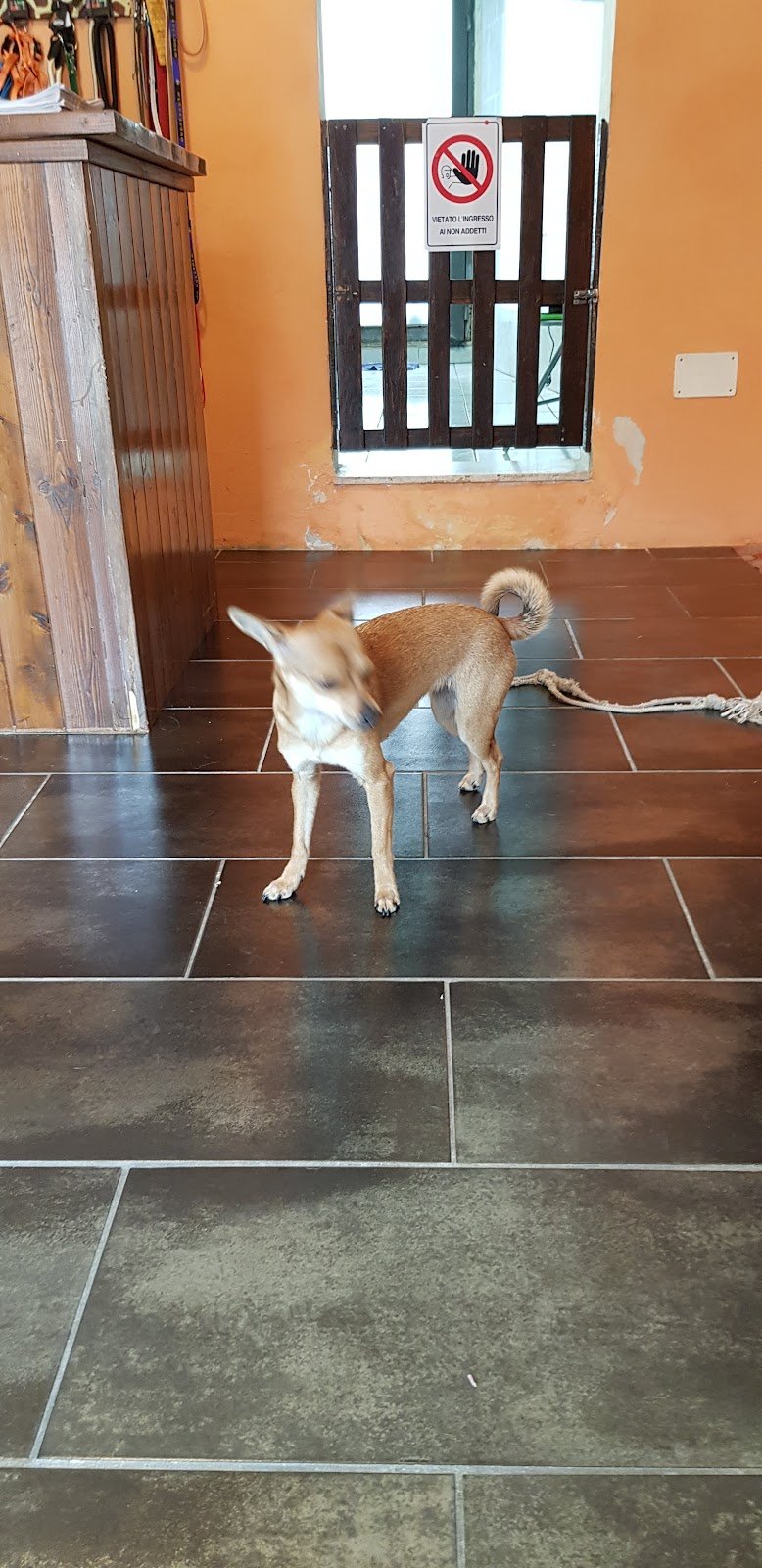 Toelettatura Le Otto Zampe - Foto 5