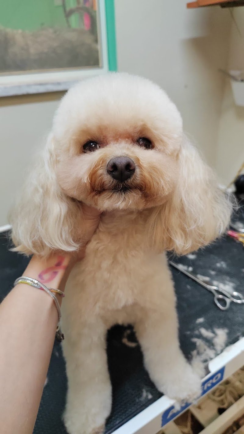 TOELETTATURA LE SENTINELLE DELLA DAUNIA - Foto 1