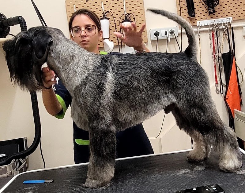 TOELETTATURA LE SENTINELLE DELLA DAUNIA - Foto 2