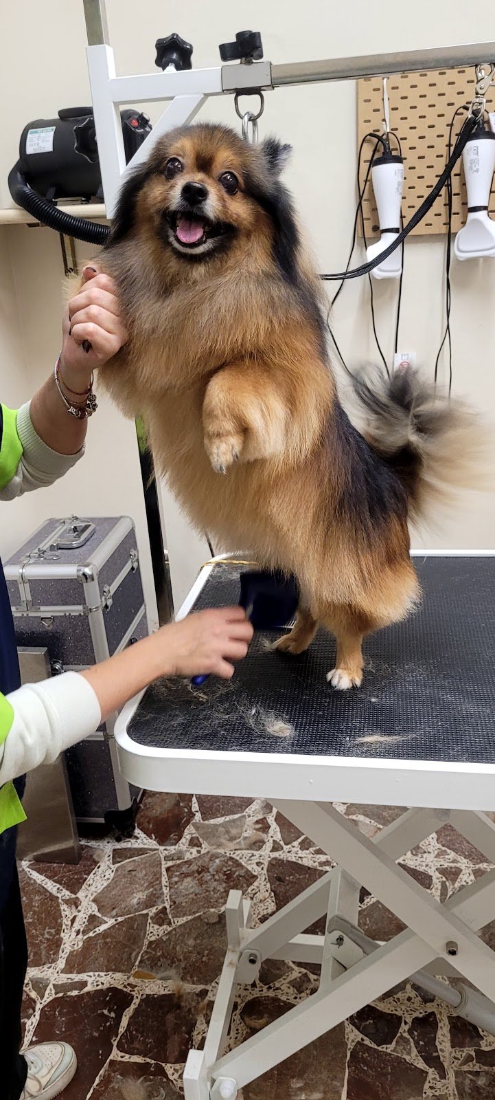 TOELETTATURA LE SENTINELLE DELLA DAUNIA - Foto 3