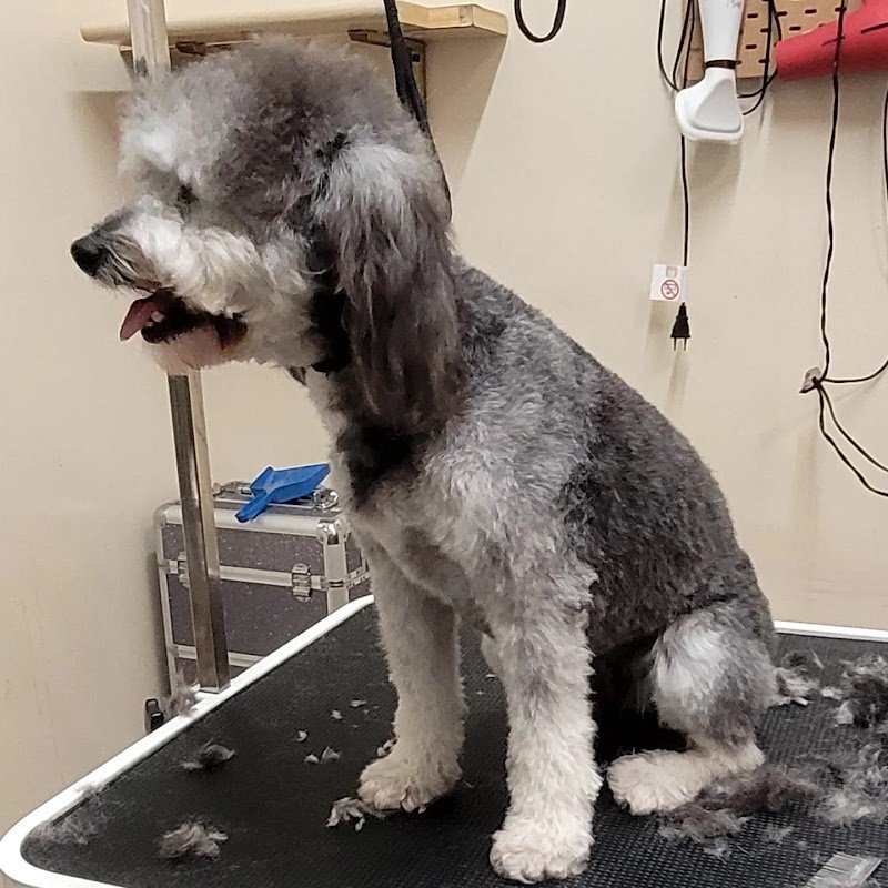 TOELETTATURA LE SENTINELLE DELLA DAUNIA - Foto 4