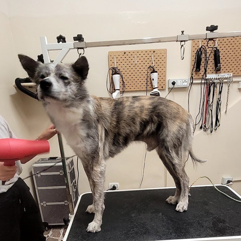 TOELETTATURA LE SENTINELLE DELLA DAUNIA - Foto 5