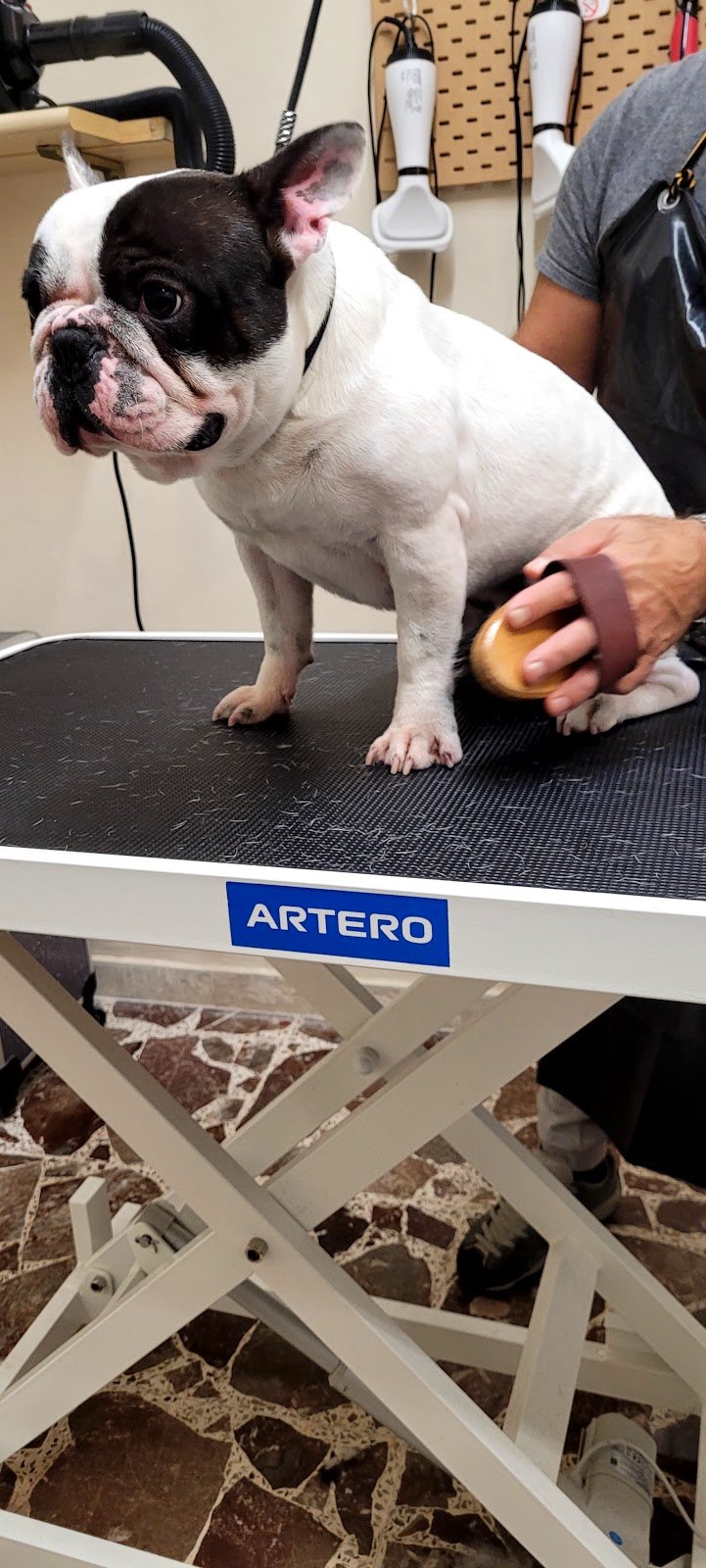 TOELETTATURA LE SENTINELLE DELLA DAUNIA - Foto 6