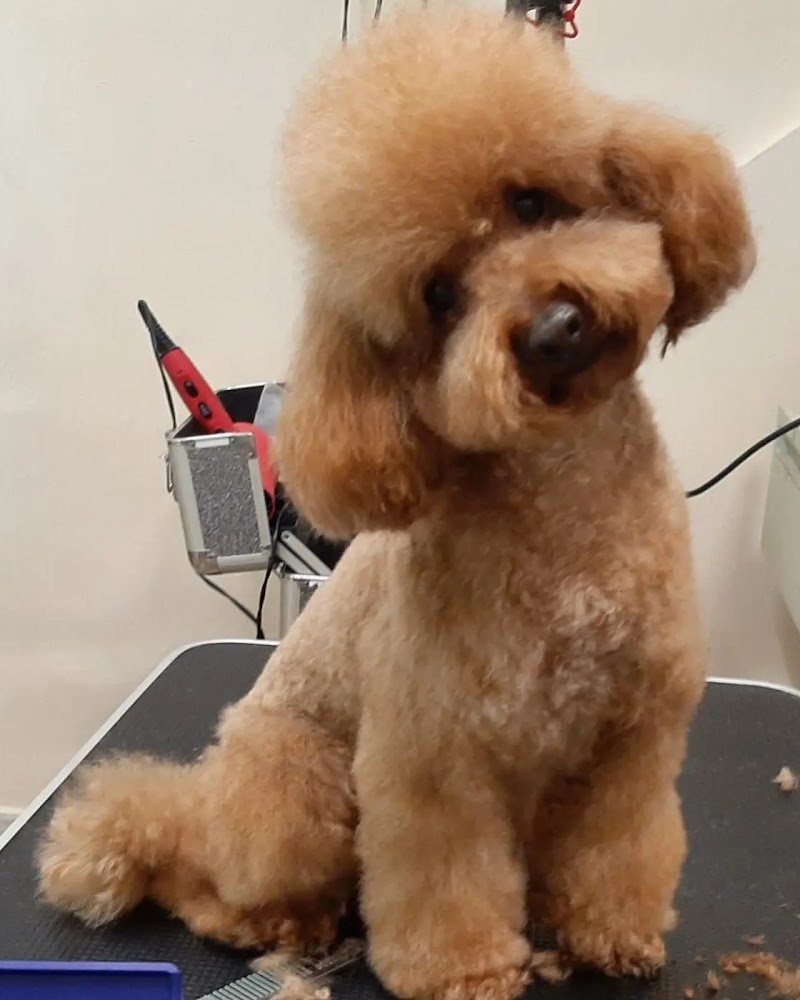 TOELETTATURA LE SENTINELLE DELLA DAUNIA - Foto 3