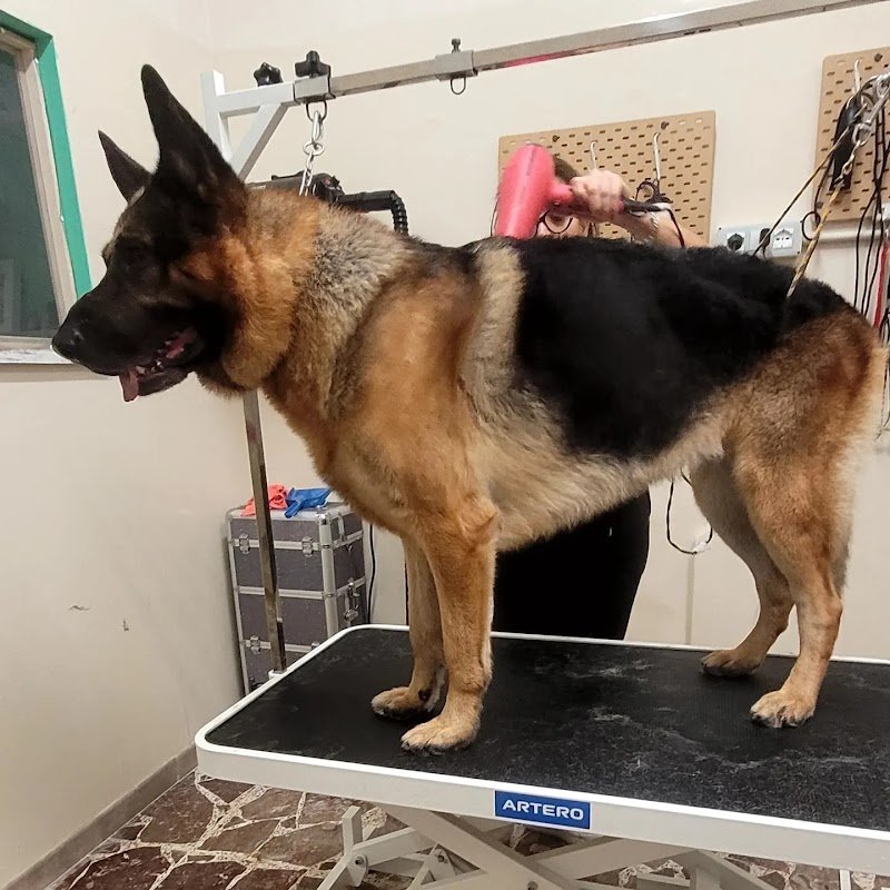 TOELETTATURA LE SENTINELLE DELLA DAUNIA - Foto 6