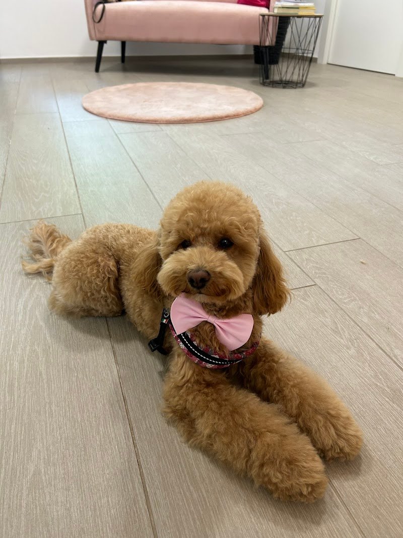 Toelettatura Lilly e il Vagabondo - Foto 1