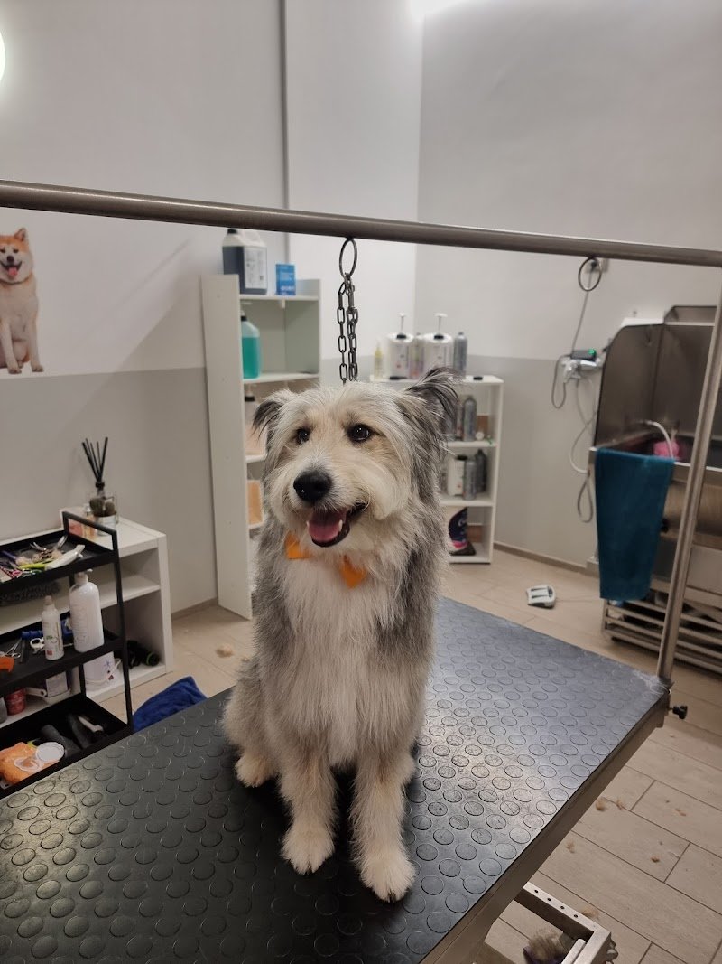 Toelettatura Lilly e il Vagabondo - Foto 2