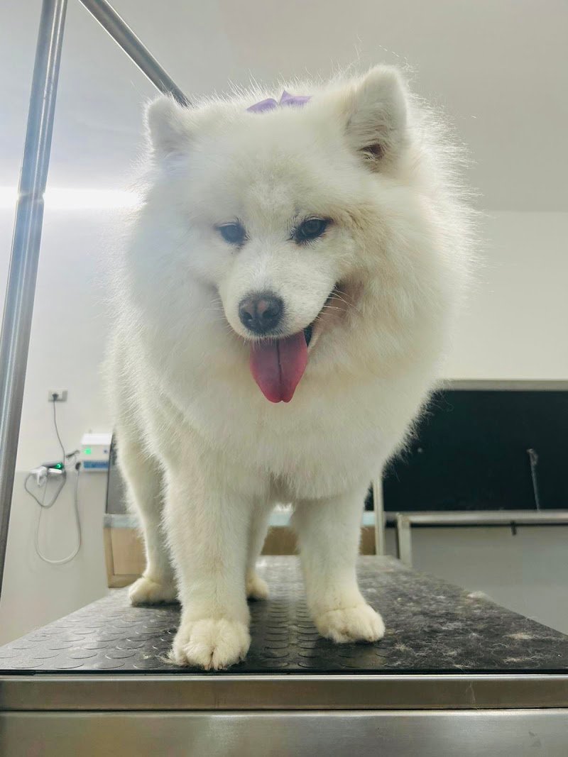 Toelettatura Lilly e il Vagabondo - Foto 3