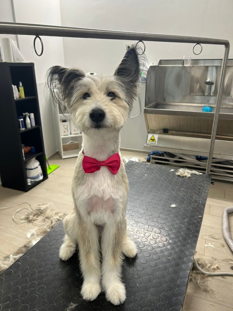 Toelettatura Lilly e il Vagabondo - Foto 4