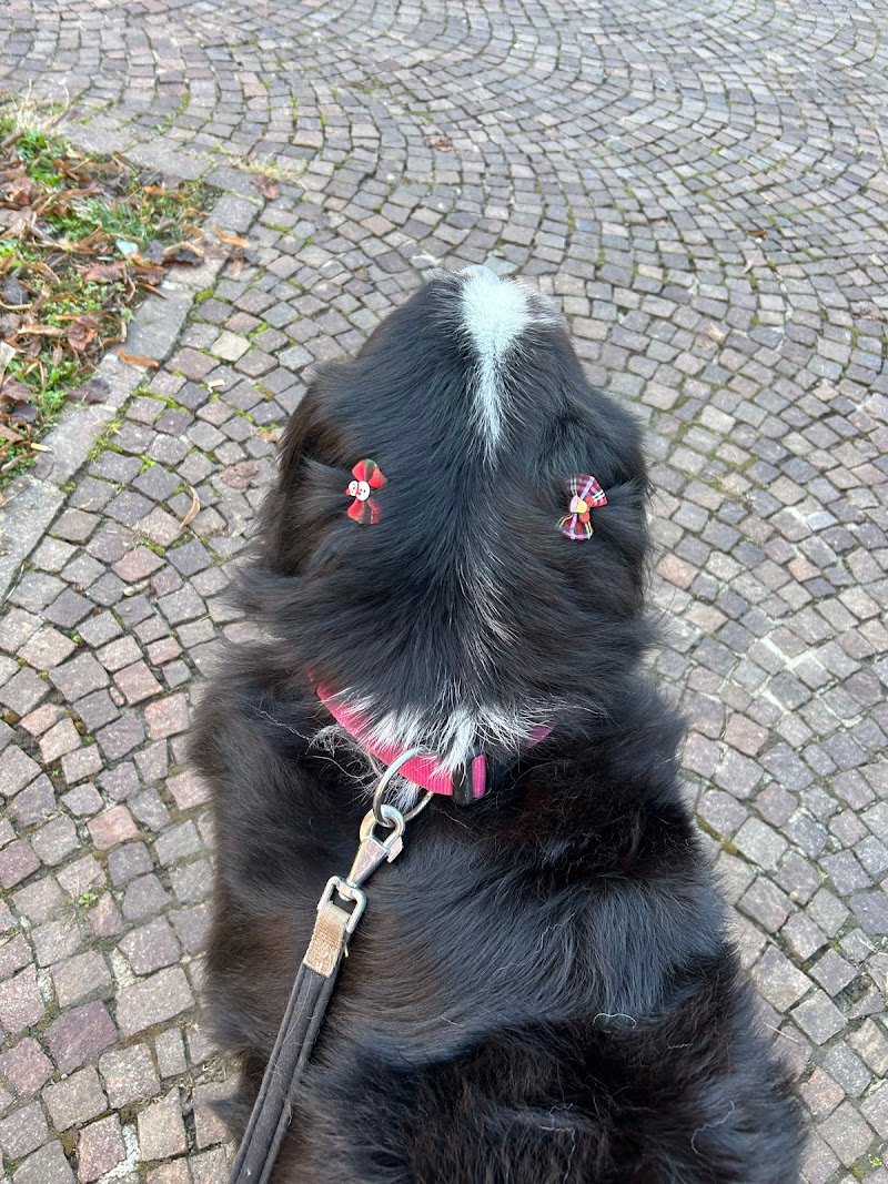 Toelettatura Lilly e il Vagabondo - Foto 5