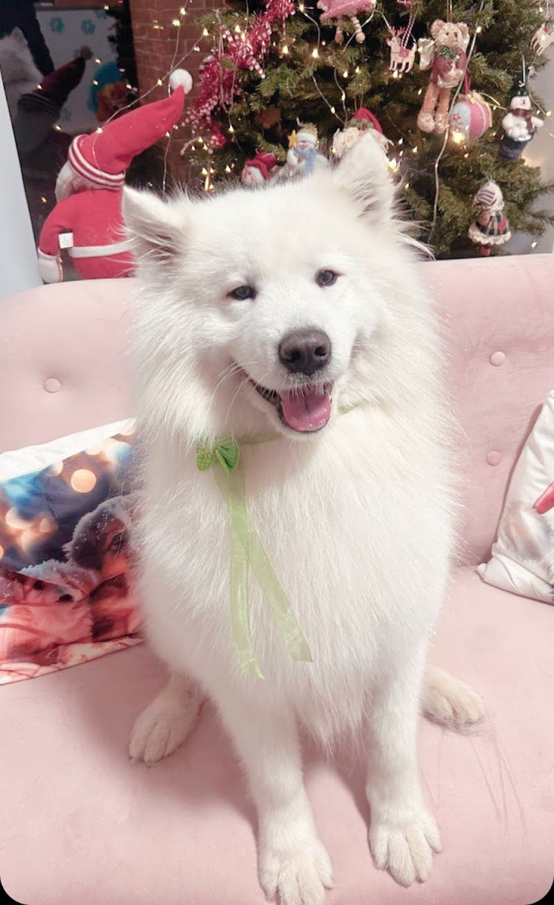 Toelettatura Lilly e il Vagabondo - Foto 6