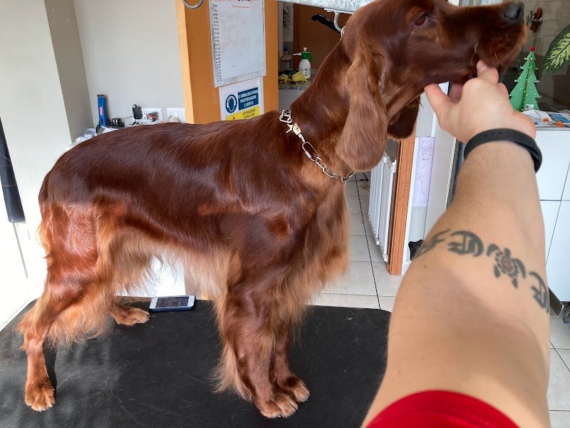 Toelettatura L'isola a 4 Zampe - Foto 1