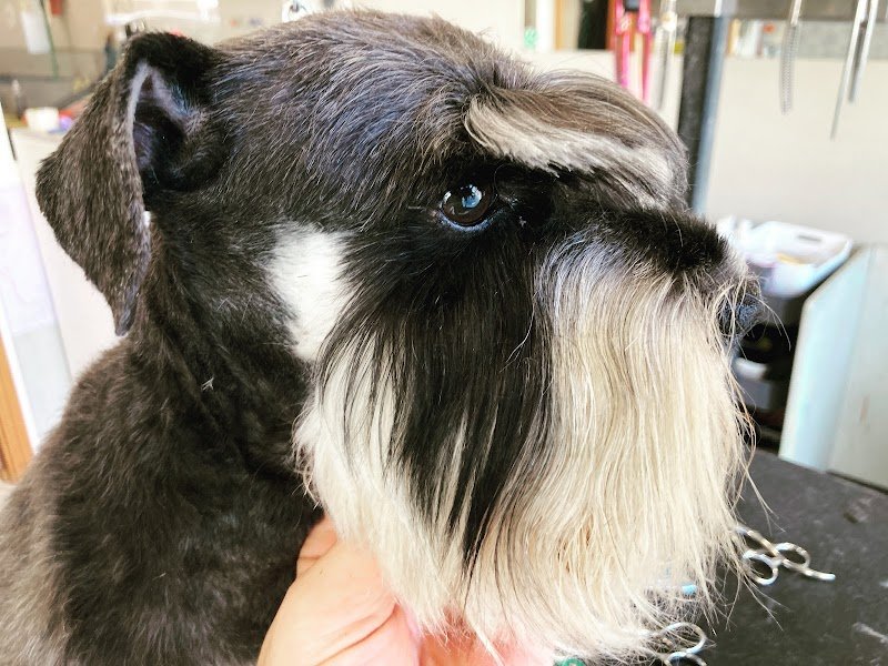 Toelettatura L'isola a 4 Zampe - Foto 2