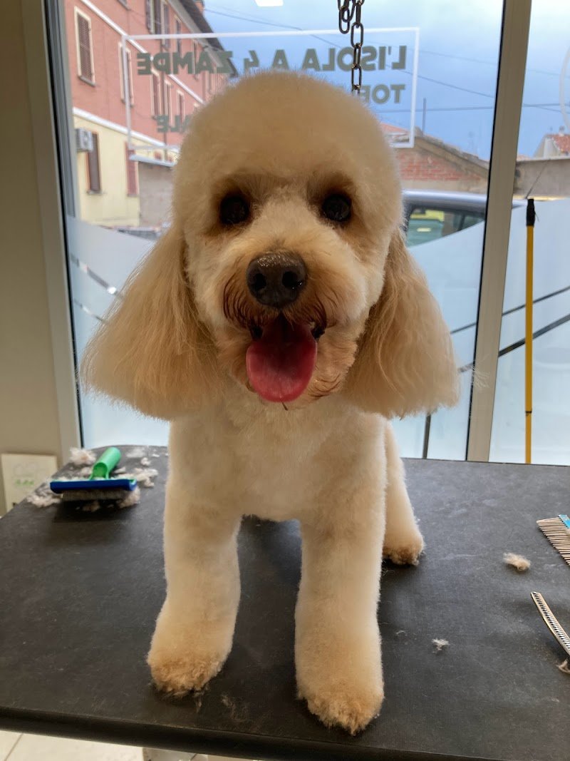 Toelettatura L'isola a 4 Zampe - Foto 3