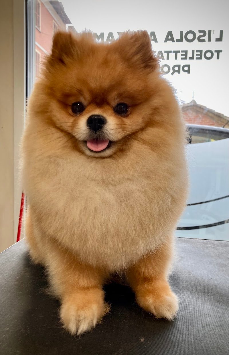 Toelettatura L'isola a 4 Zampe - Foto 4