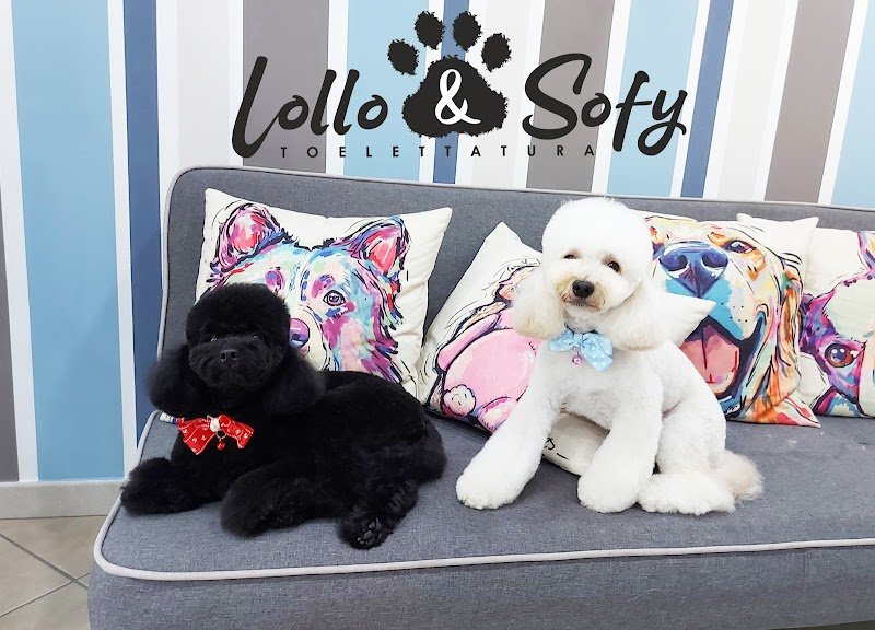 Toelettatura Lollo&Sofy - Foto 1