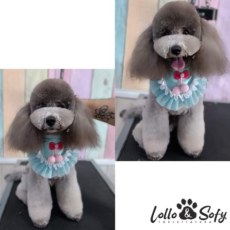 Toelettatura Lollo&Sofy - Foto 2