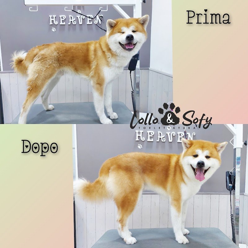 Toelettatura Lollo&Sofy - Foto 3