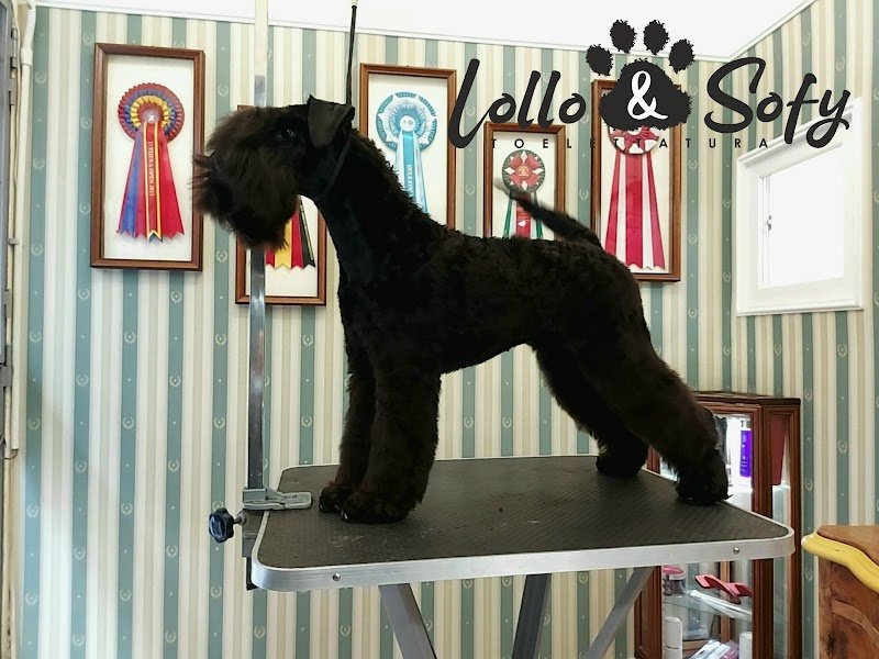 Toelettatura Lollo&Sofy - Foto 4