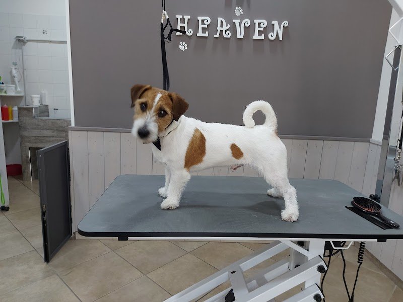 Toelettatura Lollo&Sofy - Foto 5