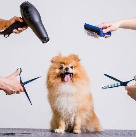 Toelettatura Malù - Foto 1