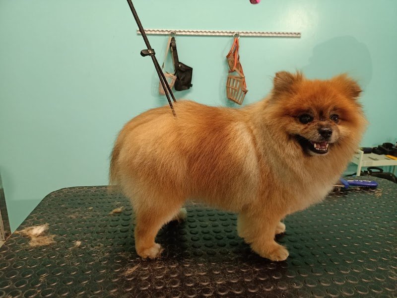 Toelettatura Malù - Foto 2