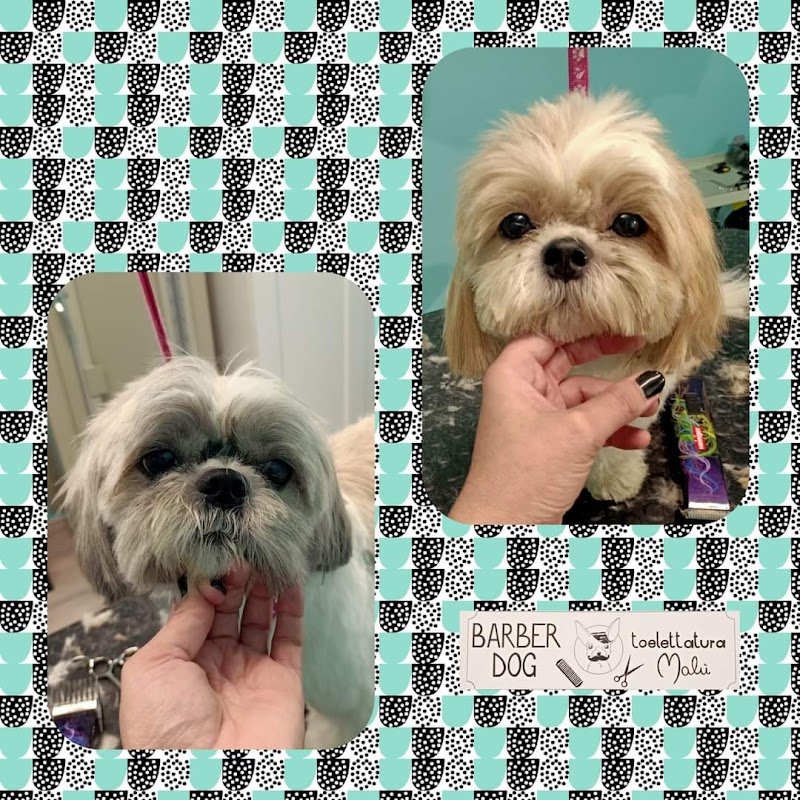 Toelettatura Malù - Foto 3