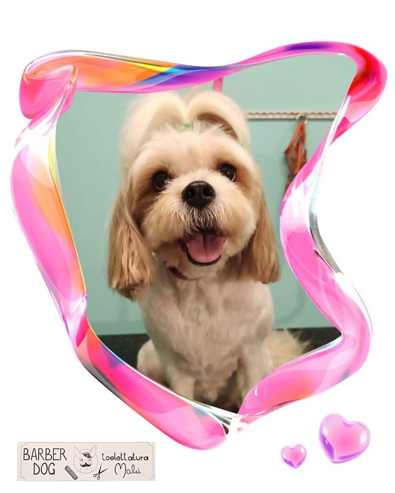 Toelettatura Malù - Foto 5