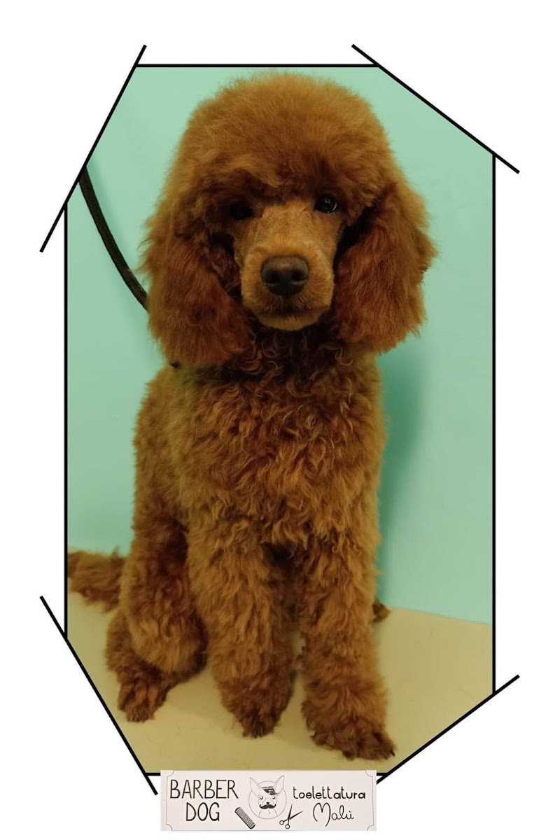 Toelettatura Malù - Foto 6